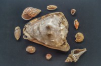 /album/classes/gastropoda-2-jpg/